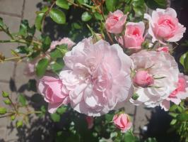 Růže floribunda Bonica 82